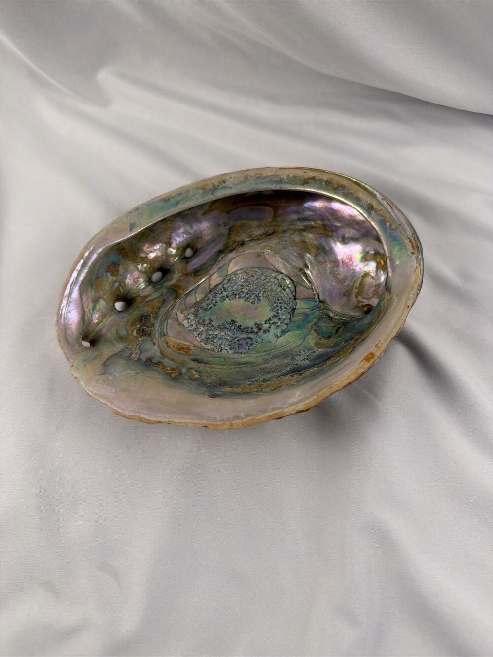 Large Beautiful Natural Iridescent ABALONE SHELL 8 x6.25 1 Lb